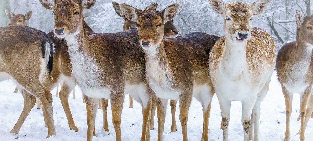Mehrere Rehe stehen im Wildpark Grafenberg im Schnee und schauen direkt in die Kamera