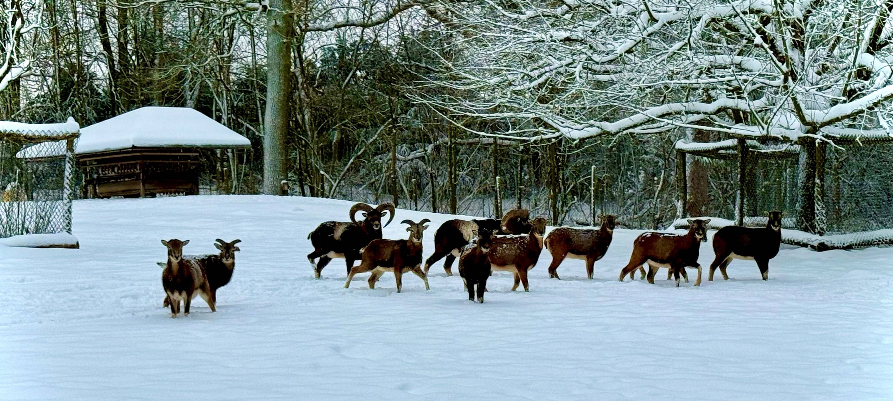 Eine Gruppe Muffelwild im verschneiten Gehege im Wildpark Grafenberg