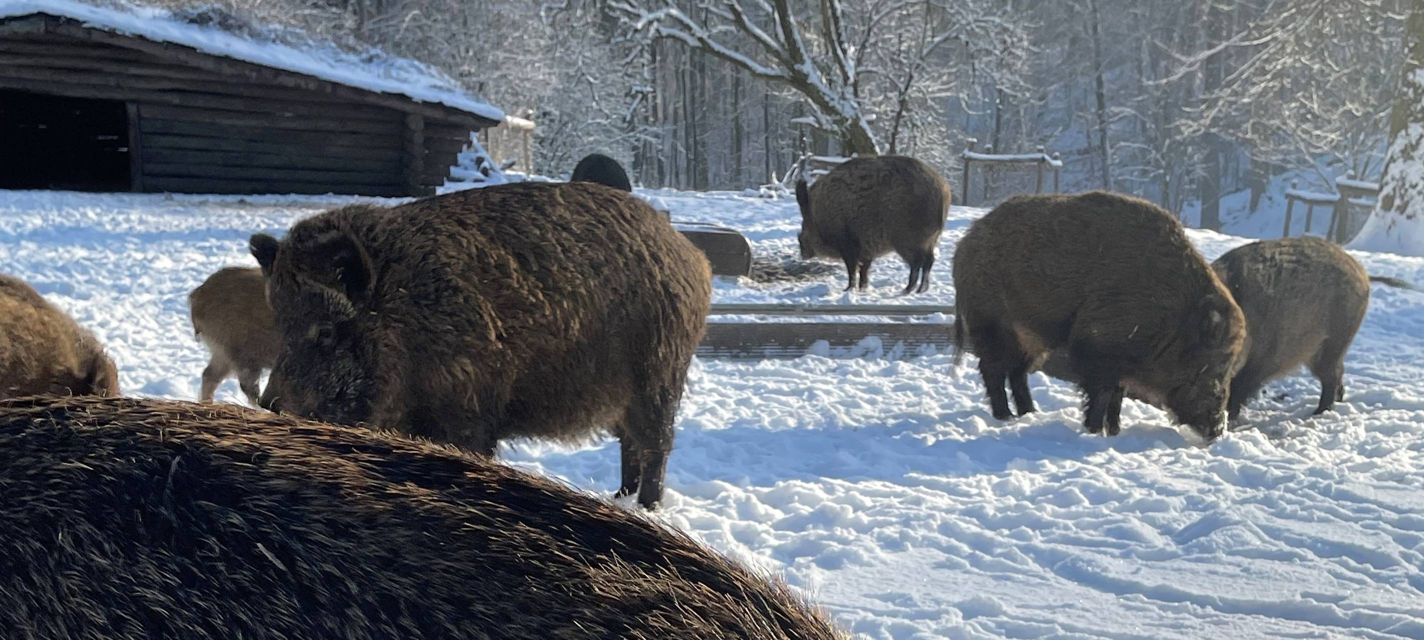 Wildschweine stöbern im Wildpark Grafenberg im Schnee
