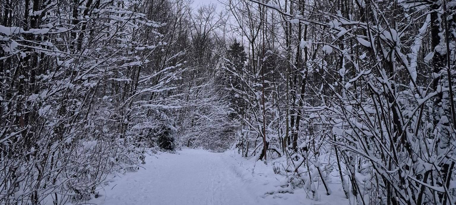 Ein winterlich verschneiter Wald mit einem Weg im Stadtteil Unterbach.