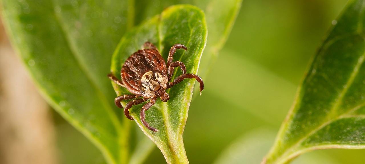 Düsseldorf: Apothekerkammer warnt vor Zecken