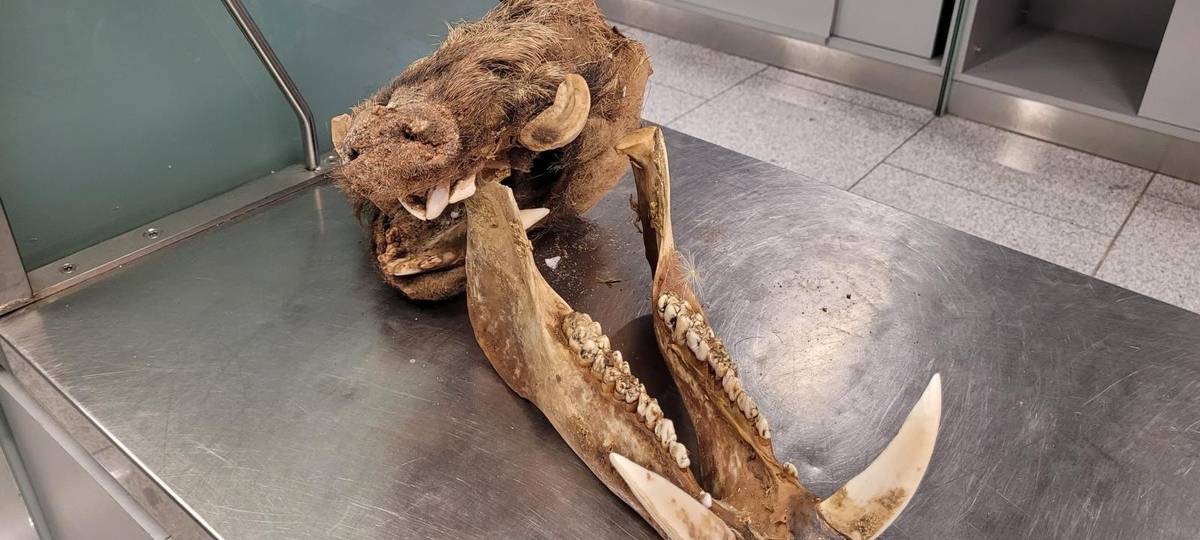 Ein am Flughafen im Gepäck gefundener Wildschweinschädel.