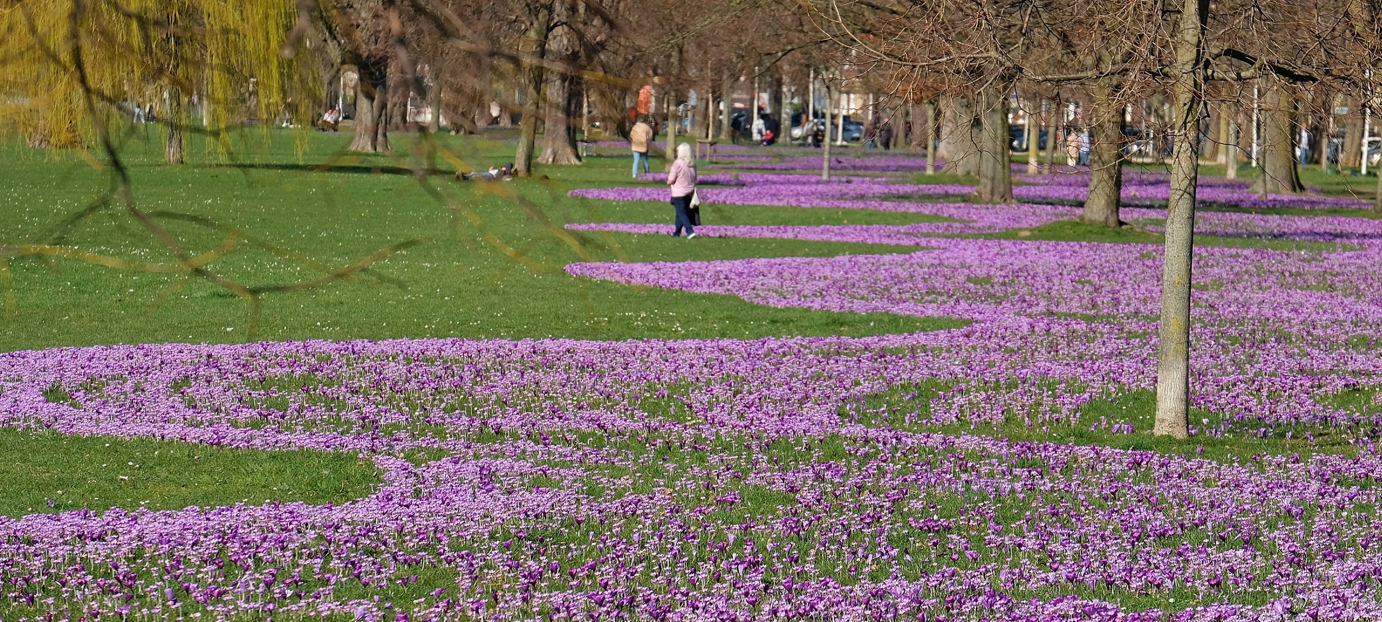 Im Rheinpark Golzheim blühen tausende blau-violette Krokusse auf der grünen Wiese. Das Band schlängelt sich durch die Bäume dort.