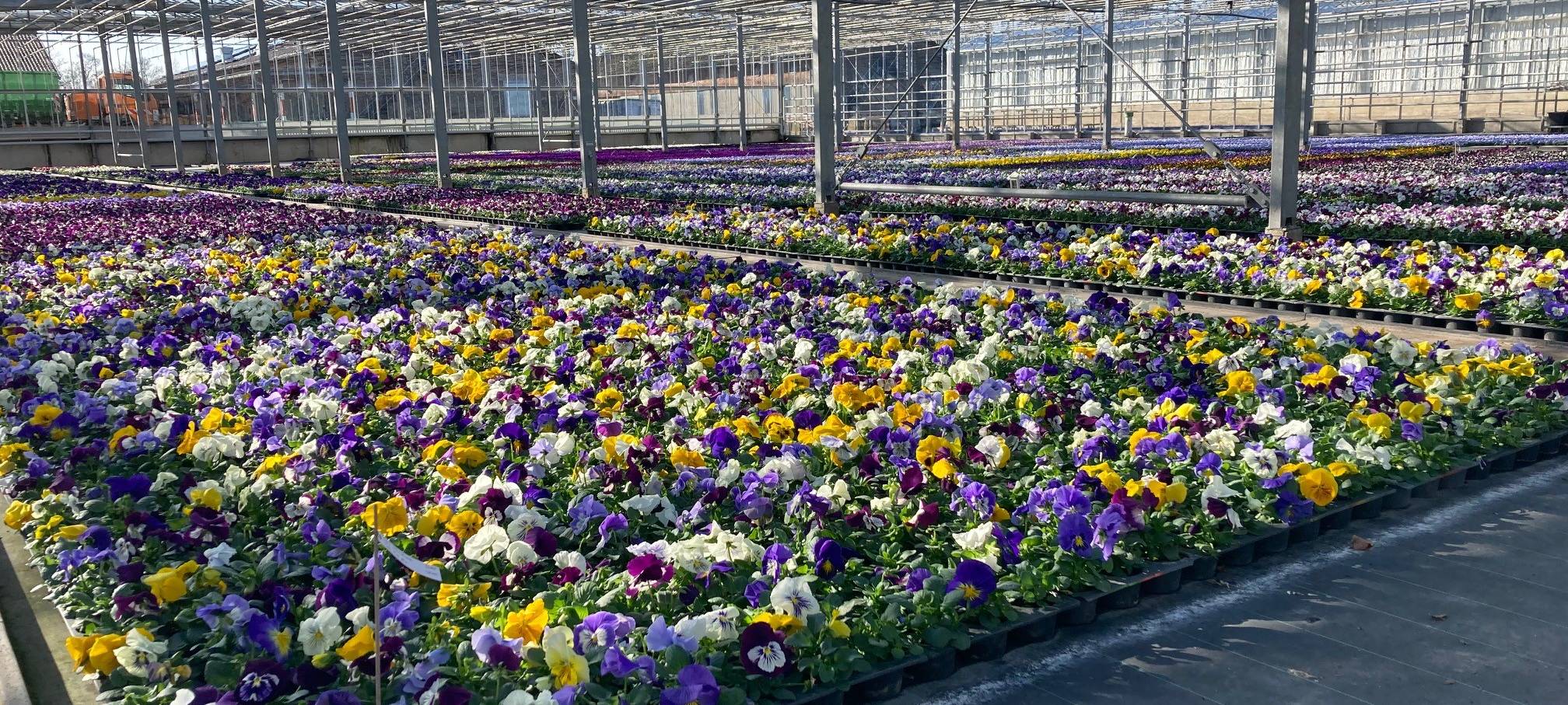 Viele bunte Blumen werden in einer Halle angepflanzt.