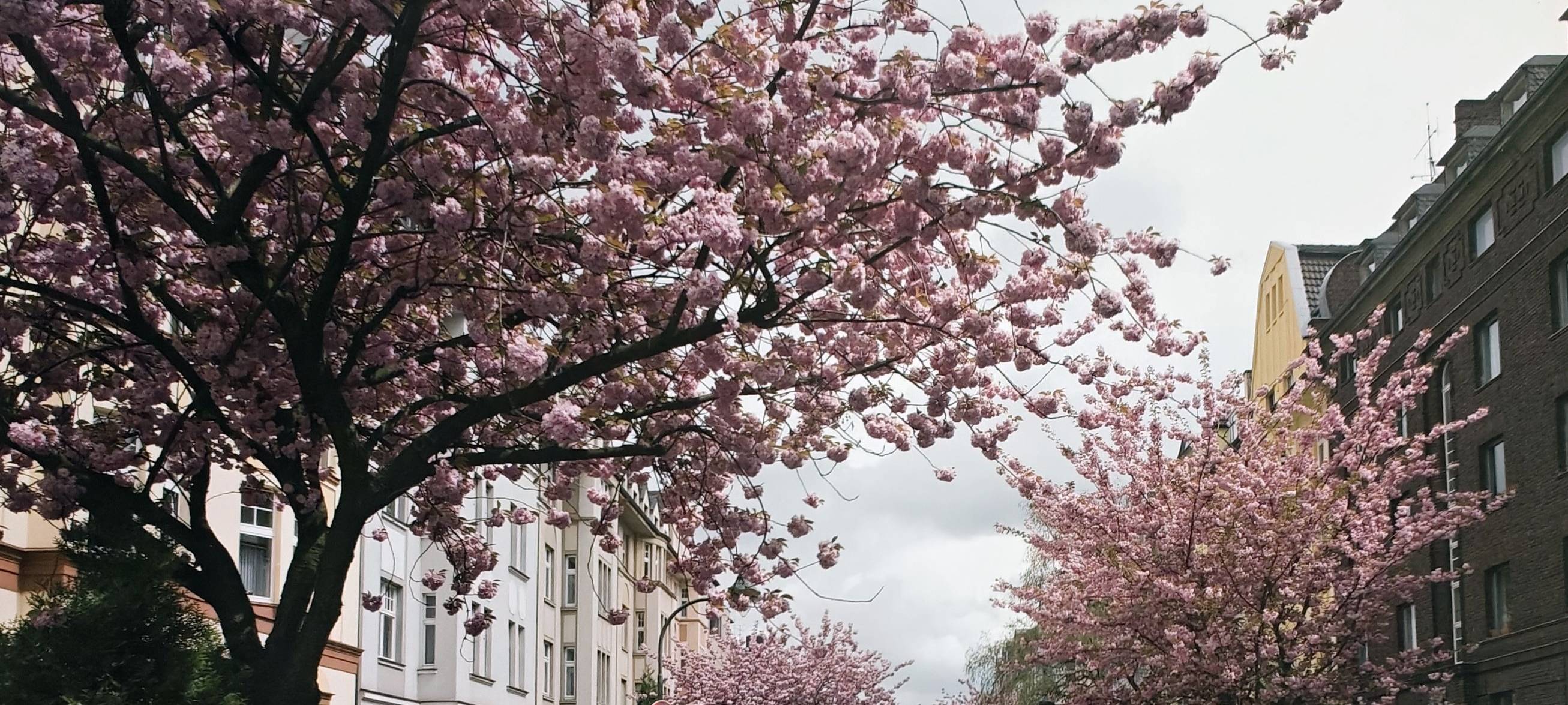 Kirschblüte in der Zietenstraße: Mit den ersten frühlingshaften Tagen erblüht Düsseldorf – die Kirschblüte ist dabei jedes Jahr ein echter Hingucker, der für eine märchenhafte Atmosphäre sorgt. Für wenige Wochen prägen jetzt rosa und weiß blühende Baumreihen die Straßen, Plätze und Parks der Landeshauptstadt.