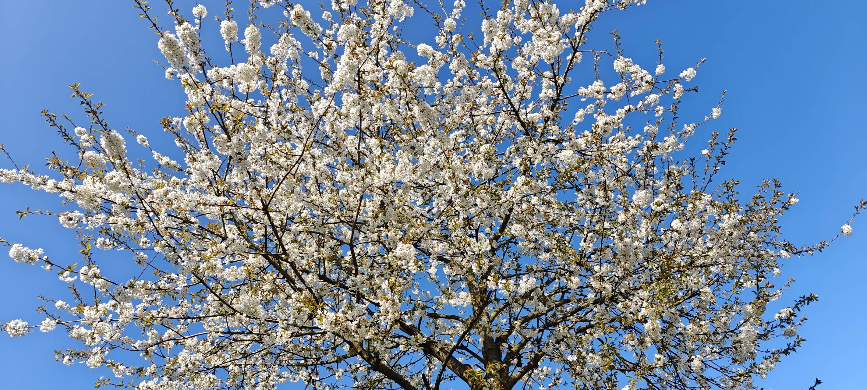 Mit den ersten frühlingshaften Tagen erblüht Düsseldorf – die Kirschblüte ist dabei jedes Jahr ein echter Hingucker, der für eine märchenhafte Atmosphäre sorgt. Für wenige Wochen prägen jetzt rosa und weiß blühende Baumreihen die Straßen, Plätze und Parks der Landeshauptstadt.