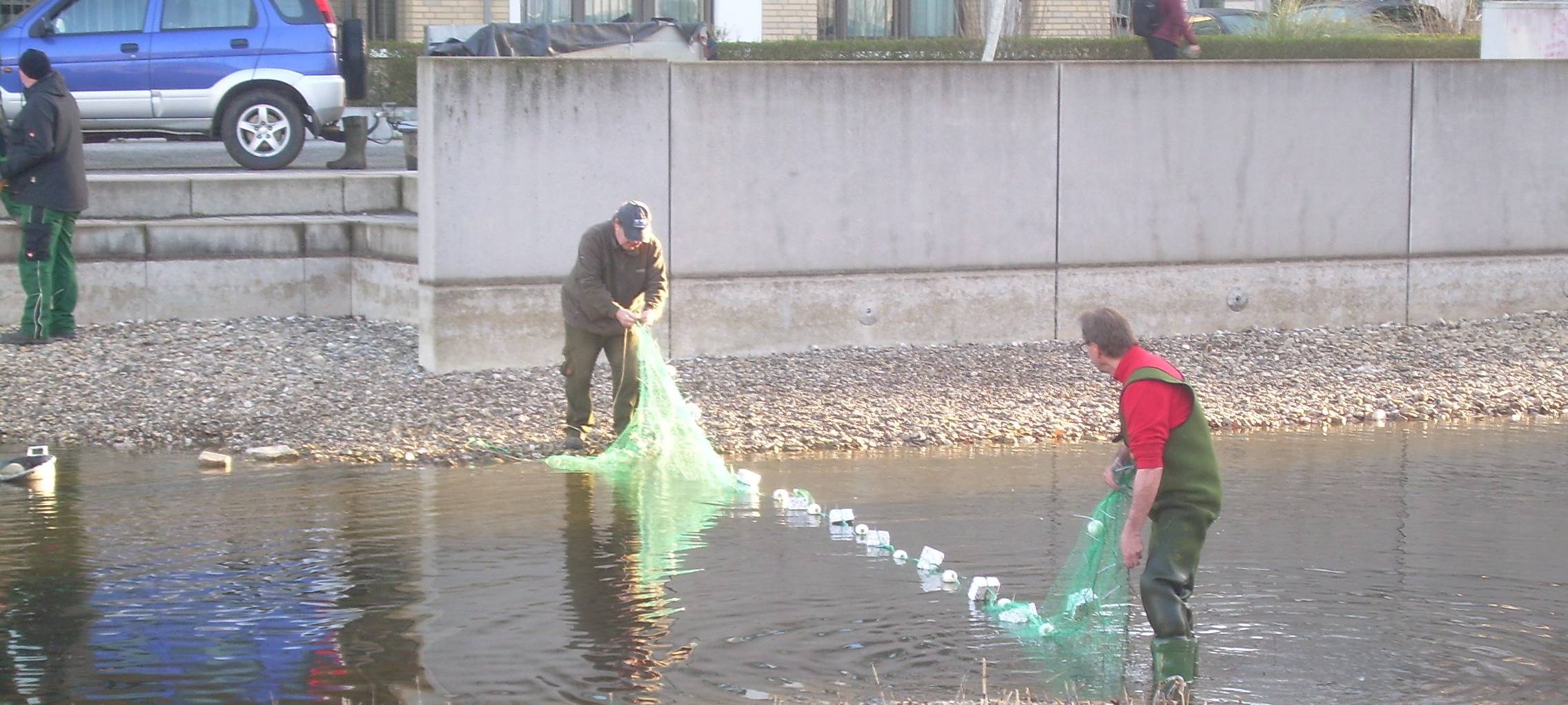 Zierfische, die in den Gewässer im Belsenpark ausgesetzt wurden, mussten nun abgefischt und umgesiedelt werden.