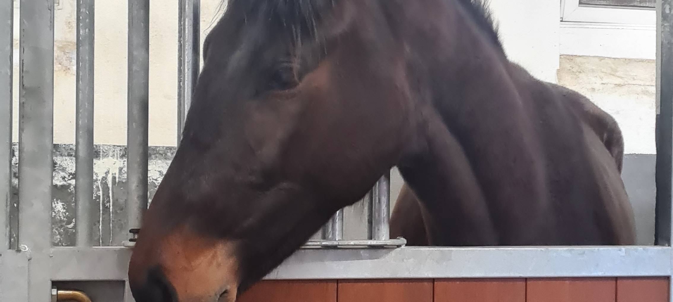 Ein dunkles Pferd schaut aus seiner Box