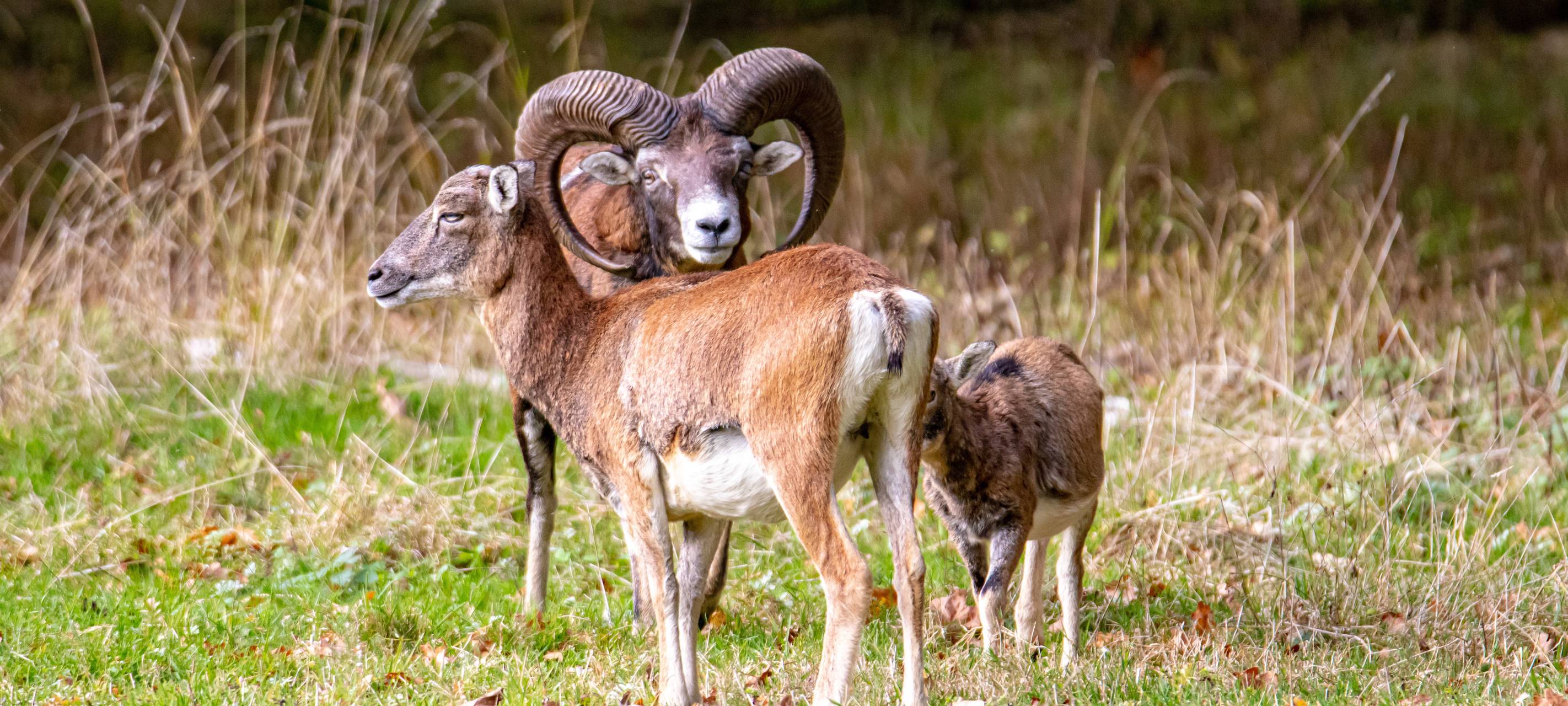 Eine Gruppe Europäischer Mufflons auf einer Wiese. Im Vordergrund sind zwei erwachsene Tiere und ein Lamm zu sehen. Das männliche Tier im Hintergrund hat große, geschwungene Hörner.