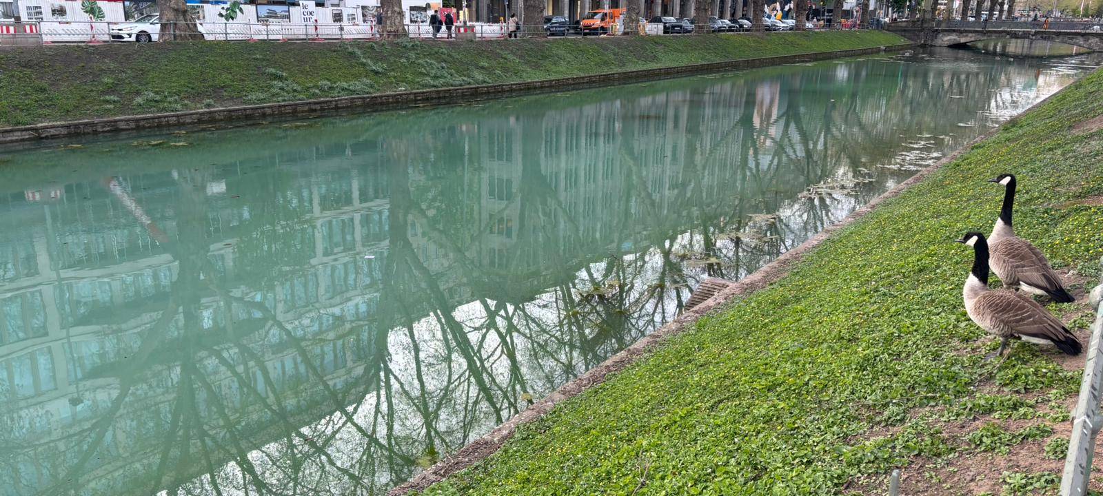 Der Wassergraben an der Königsallee schimmert türkis. Im Vordergrund der Rasen am Ufer und zwei Gänse.
