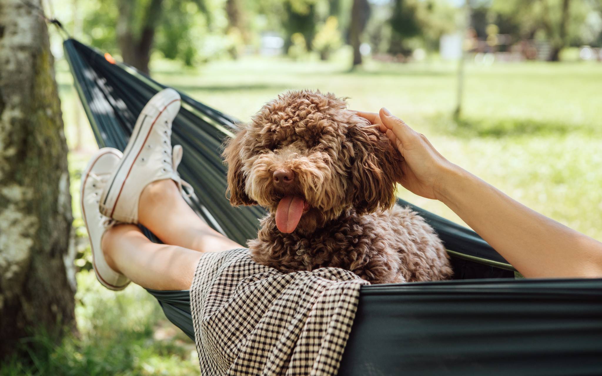 Hund auf Hängematte