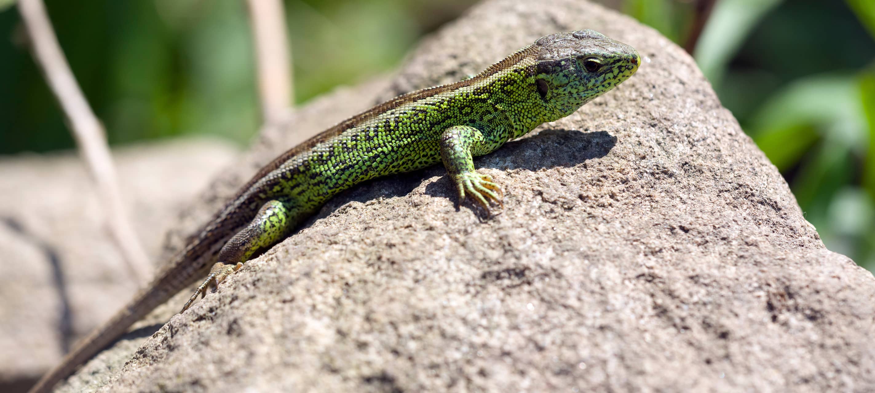 Eine grüne Zauneidechse liegt auf einem Stein.