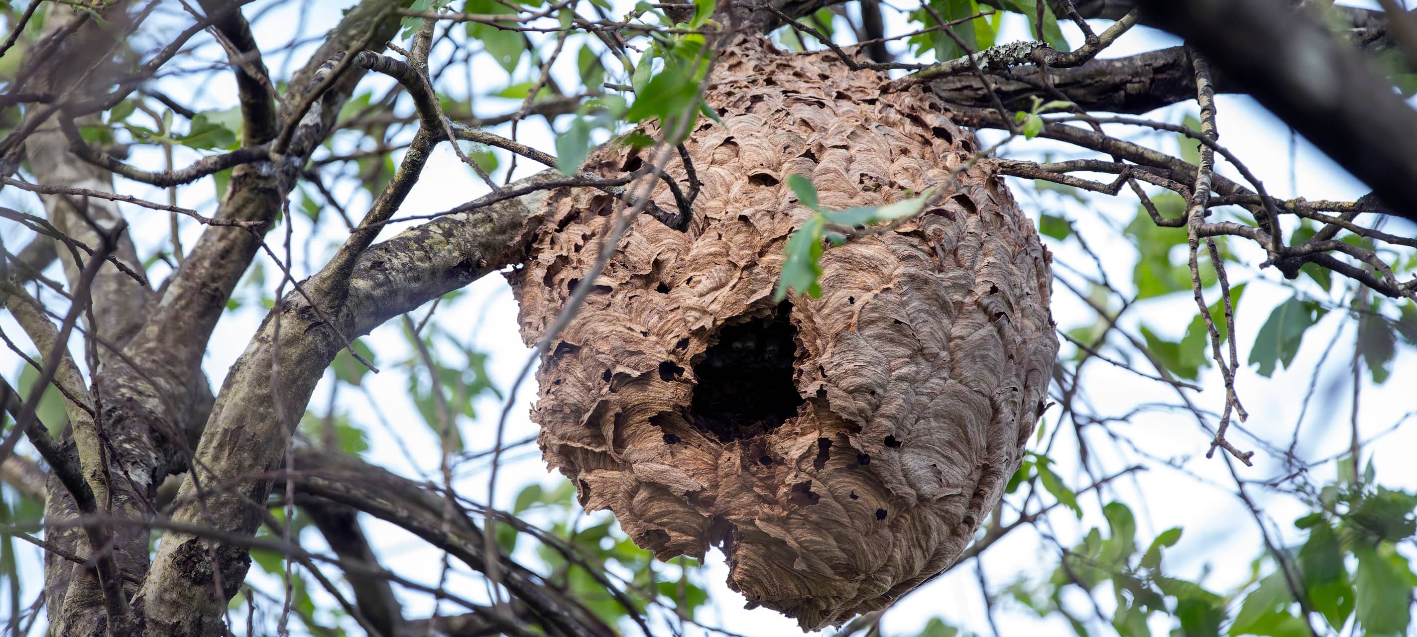 Das Nest der Asiatischen Hornisse in einem Baum.