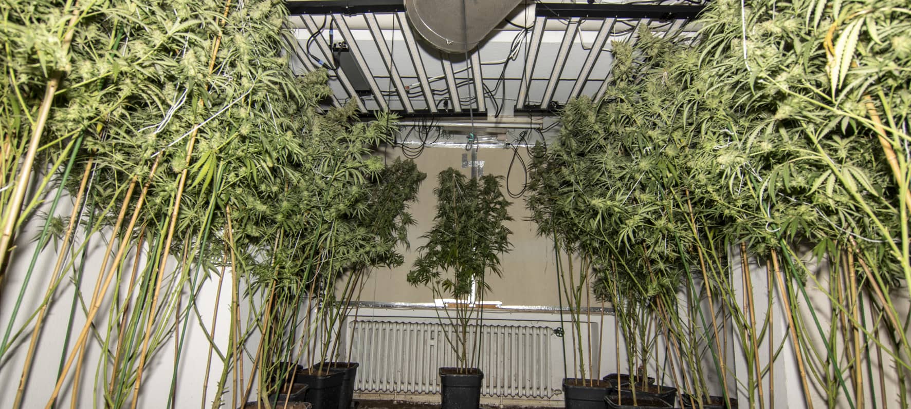 Mehrere mannhohe Cannabispflanzen stehen in einem dunkelen Raum.