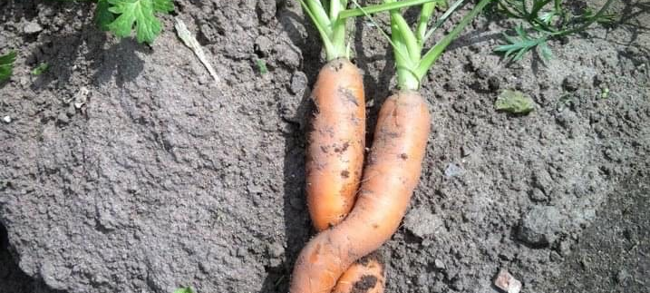 Gemeinsam umweltverträglich Gemüse anbauen