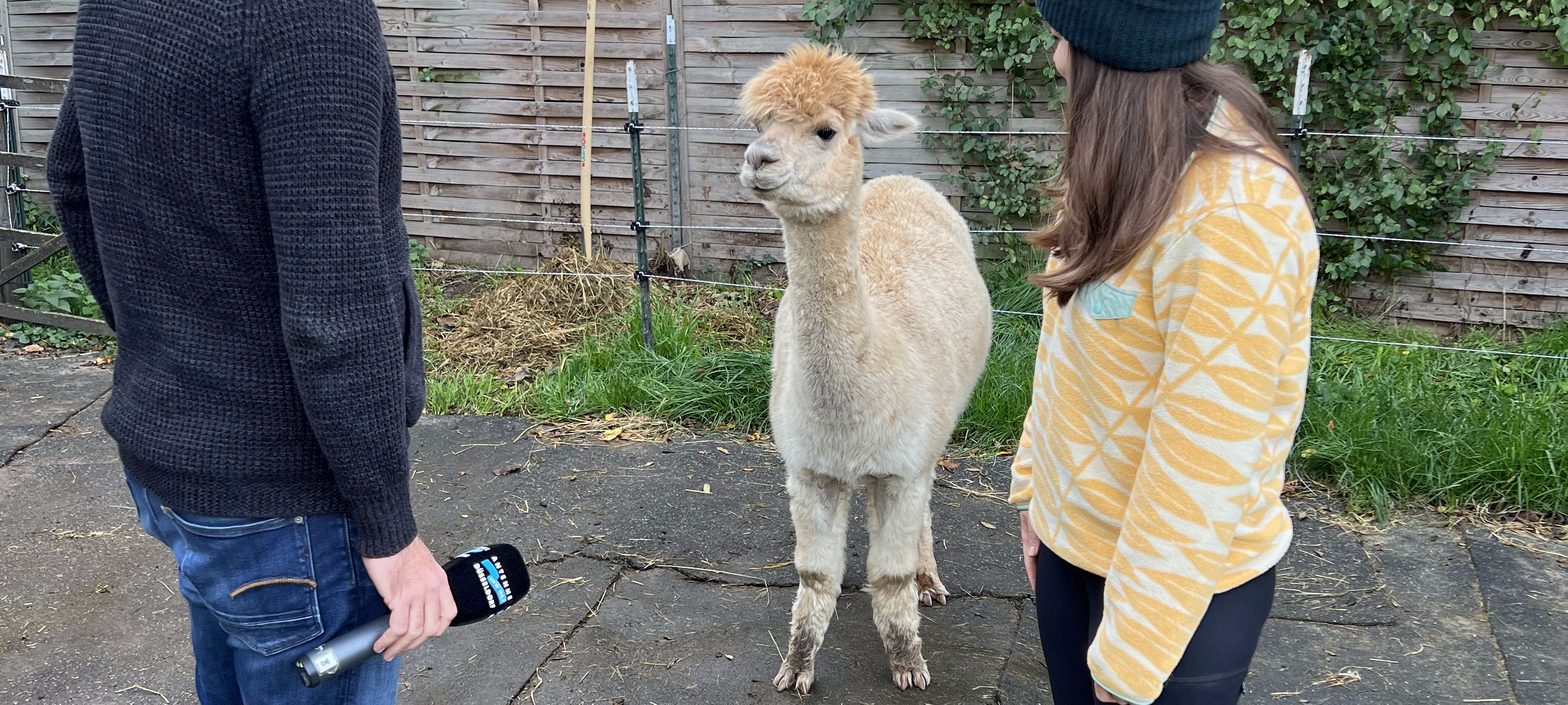 "Zu Besuch": Alina, Dennis & die Alpakas