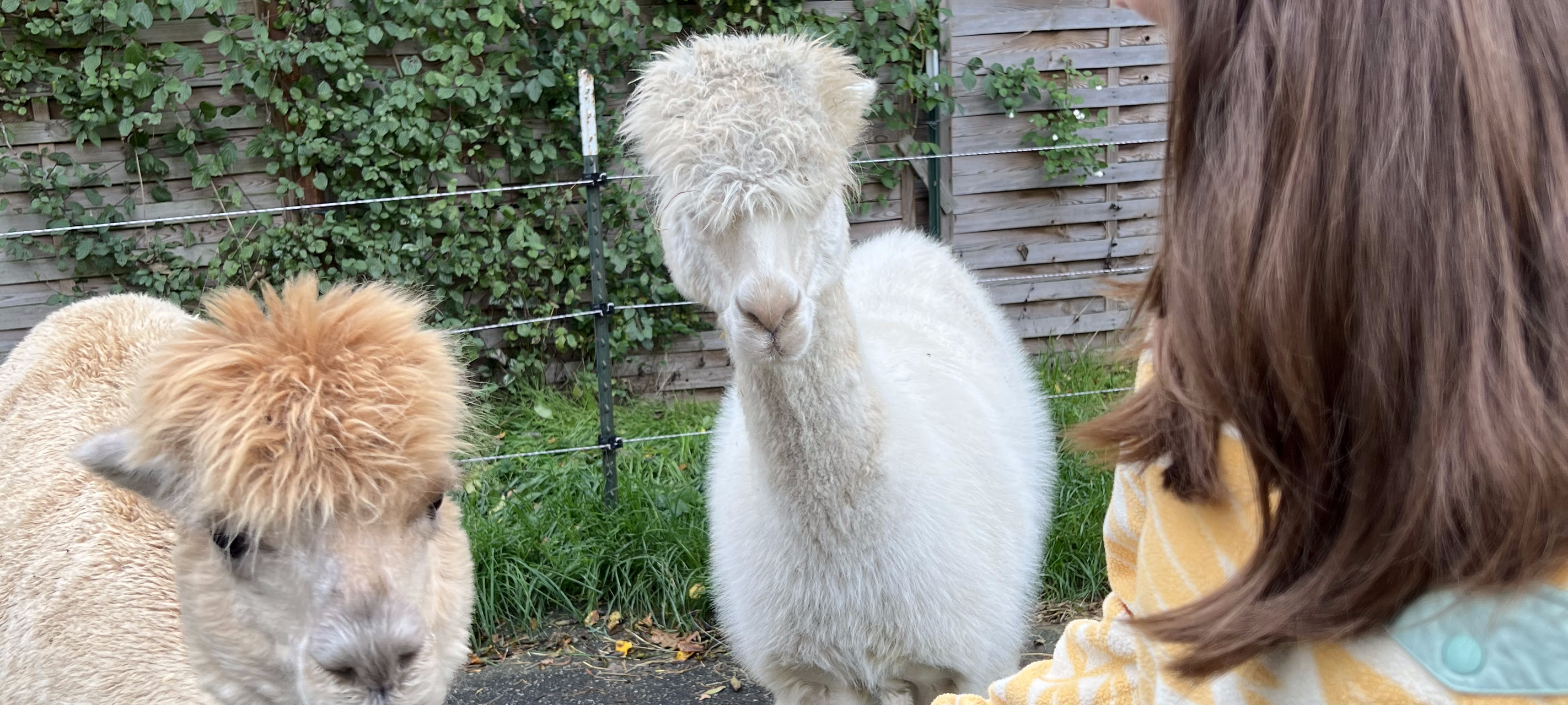"Zu Besuch": Alina, Dennis & die Alpakas