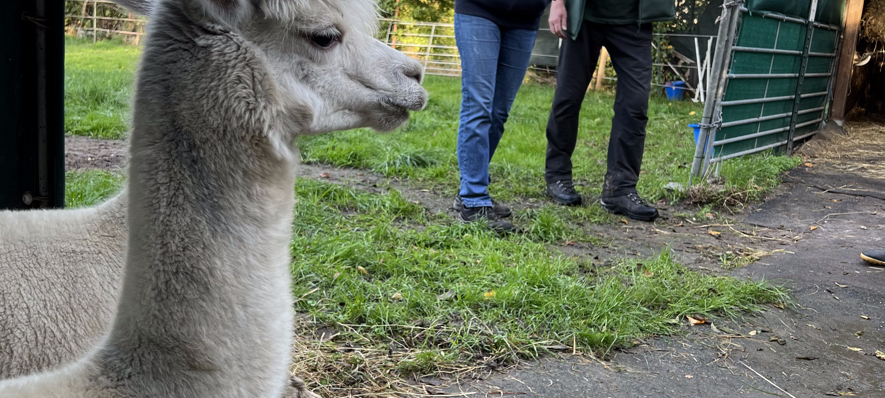 "Zu Besuch": Alina, Dennis & die Alpakas