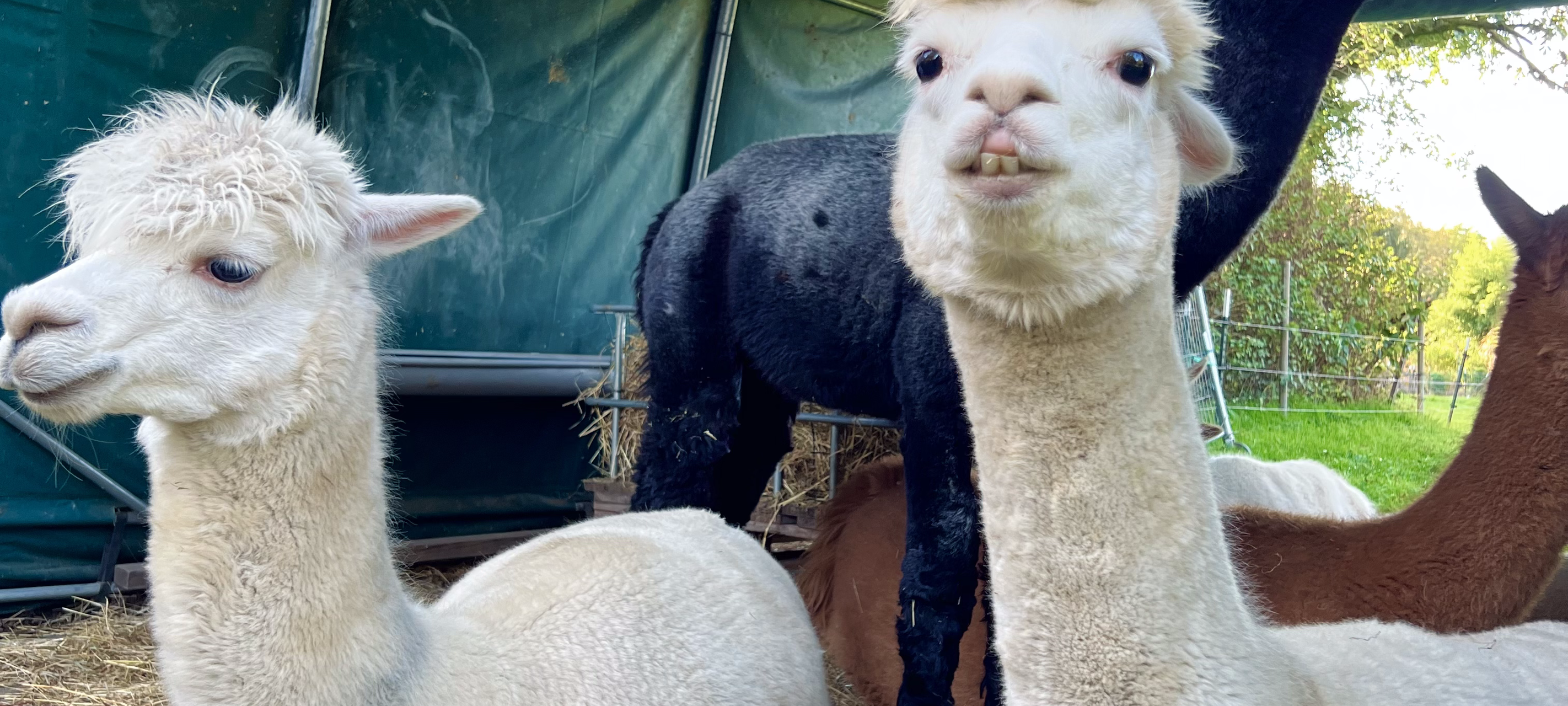 "Zu Besuch": Alina, Dennis & die Alpakas