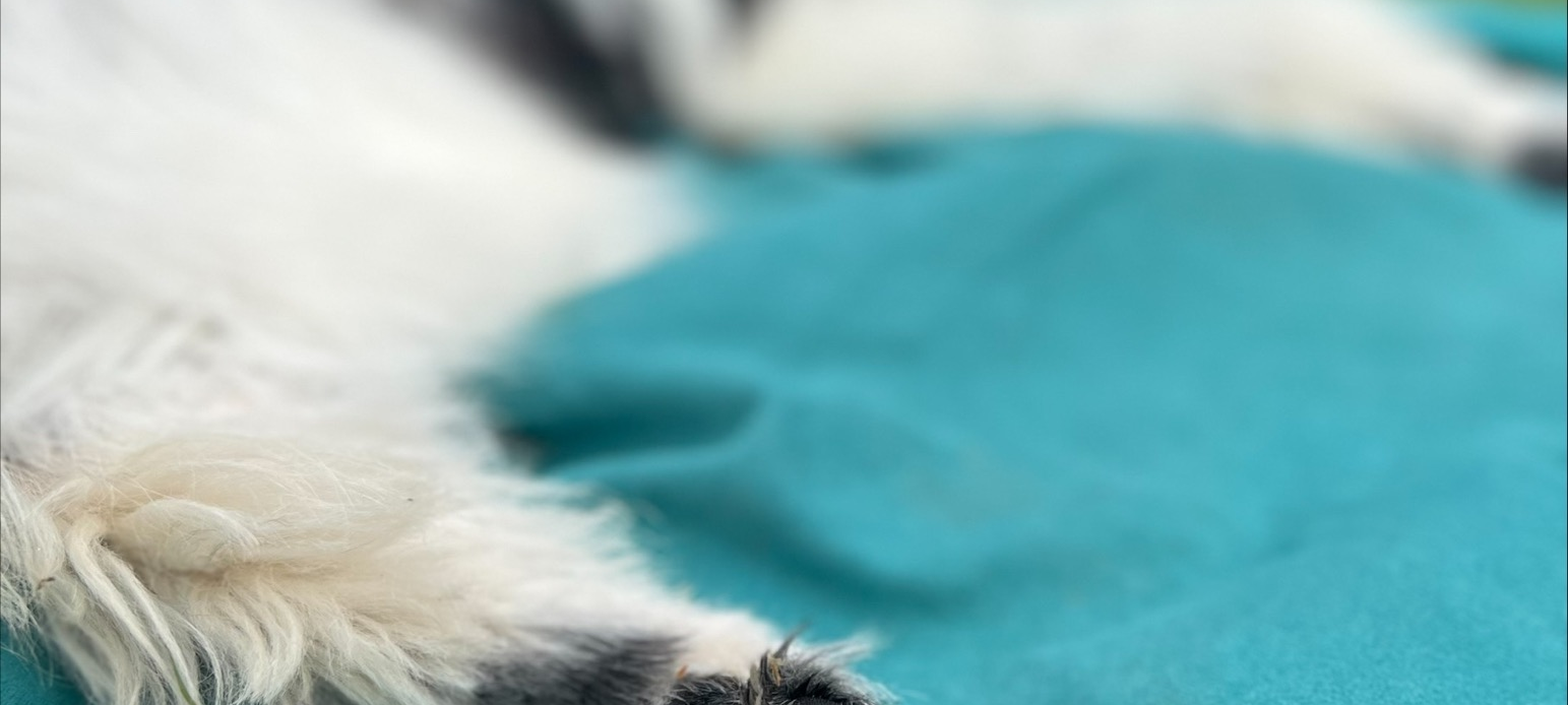 Düsseldorf: Unsere Stadt ist besonders "hundefreundlich"