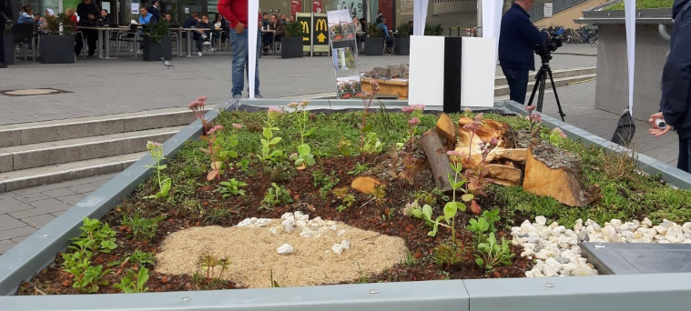 Düsseldorfer Dächer sollen grüner werden